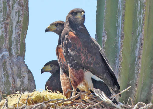 Harris's hawk 7